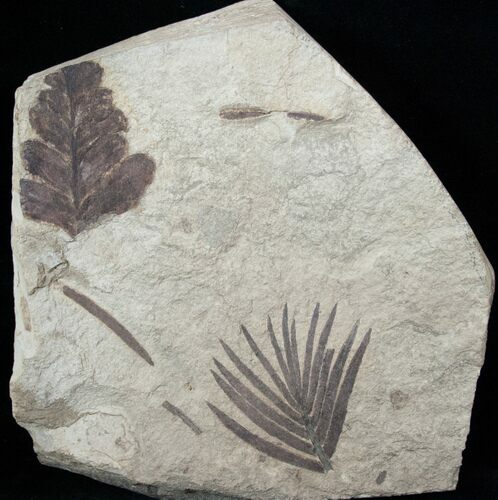 Jurassic Aged Cycad (Zamites) & Seed Fern (Pachypteris) #13546